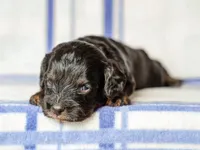 Tex, a male Cavapoo for sale in Dunnville, KY – 1 of 4