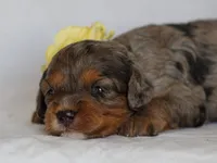 Jessy, a female Cavapoo for sale in Dunnville, KY – 4 of 4