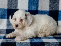 Silas, a male Miniature Bernedoodle for sale in Dunnville, KY – 4 of 4