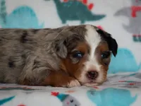 Zyler, a male Bernedoodle for sale in Dunnville, KY – 3 of 4