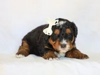 Donald, a male Miniature Bernedoodle for sale in Dunnville, KY – Photo 2 of 4