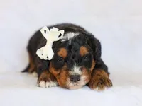 Donald, a male Miniature Bernedoodle for sale in Dunnville, KY – Photo 4 of 4