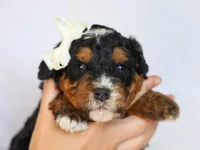 Donald, a male Miniature Bernedoodle for sale in Dunnville, KY – Photo 1 of 4
