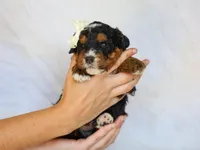 Donald, a male Miniature Bernedoodle for sale in Dunnville, KY – Photo 3 of 4