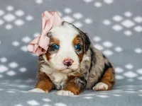 Andrea, a female Miniature Bernedoodle for sale in Dunnville, KY – Photo 2 of 3