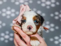 Andrea, a female Miniature Bernedoodle for sale in Dunnville, KY – Photo 3 of 3