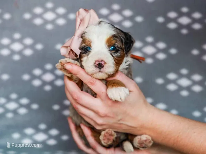 Andrea – Miniature Bernedoodle puppy for sale in Dunnville, KY