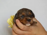Jessy, a female Cavapoo for sale in Dunnville, KY – 3 of 4