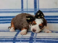 Scottie, a male Miniature Bernedoodle for sale in Dunnville, KY – 3 of 4