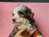 Sonya, a female Miniature Bernedoodle for sale in Dunnville, KY – 4 of 4