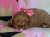 Jennica, a female Cavapoo for sale in Dunnville, KY – 4 of 4