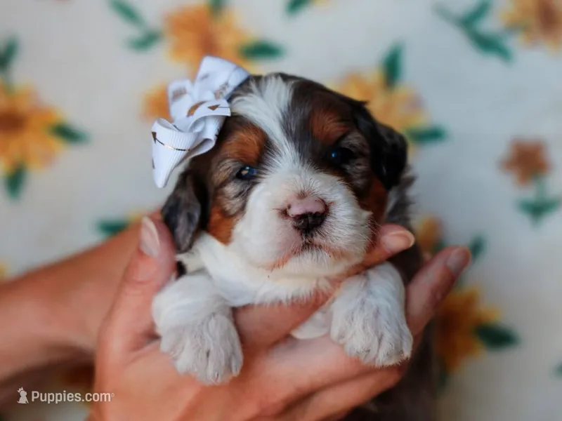 Salena – Miniature Bernedoodle puppy for sale in Dunnville, KY