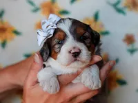 Salena, a female Miniature Bernedoodle for sale in Dunnville, KY – 1 of 4