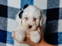 Silas, a male Miniature Bernedoodle for sale in Dunnville, KY – 2 of 4