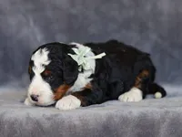 Mell, a male Miniature Bernedoodle for sale in Dunnville, KY – Photo 4 of 4