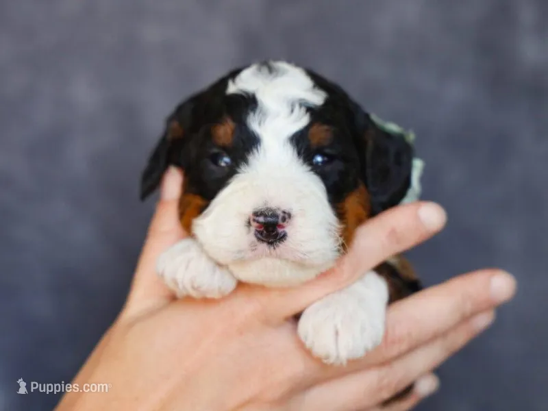 Mell – Miniature Bernedoodle puppy for sale in Dunnville, KY