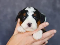 Mell, a male Miniature Bernedoodle for sale in Dunnville, KY – Photo 1 of 4