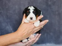 Mell, a male Miniature Bernedoodle for sale in Dunnville, KY – Photo 2 of 4