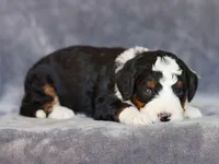 Mell, a male Miniature Bernedoodle for sale in Dunnville, KY – Photo 3 of 4