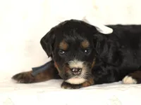 Andre, a male Miniature Bernedoodle for sale in Dunnville, KY – 4 of 4