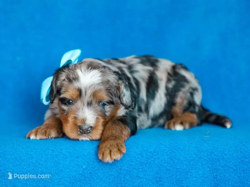 Dorvin – Miniature Bernedoodle puppy for sale in Dunnville, KY