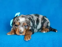 Dorvin, a male Miniature Bernedoodle for sale in Dunnville, KY – Photo 1 of 4