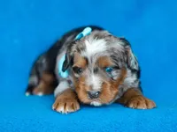 Dorvin, a male Miniature Bernedoodle for sale in Dunnville, KY – Photo 3 of 4