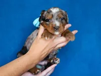 Dorvin, a male Miniature Bernedoodle for sale in Dunnville, KY – Photo 2 of 4