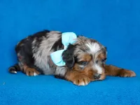Dorvin, a male Miniature Bernedoodle for sale in Dunnville, KY – Photo 4 of 4