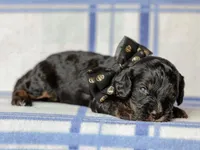 Tex, a male Cavapoo for sale in Dunnville, KY – 4 of 4