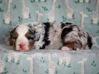 Zip, a male Bernedoodle for sale in Dunnville, KY – 2 of 4