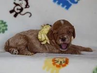Julie, a female Cavapoo for sale in Dunnville, KY – 4 of 4