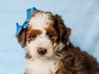 Scottie, a male Miniature Bernedoodle for sale in Dunnville, KY – 3 of 4