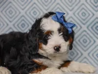 Martin, a male Miniature Bernedoodle for sale in Dunnville, KY – 7 of 8