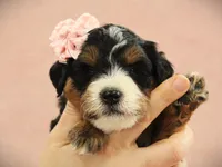 Amber, a  Miniature Bernedoodle for sale in Dunnville, KY – Photo 3 of 4