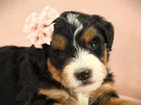 Amber, a  Miniature Bernedoodle for sale in Dunnville, KY – Photo 4 of 4