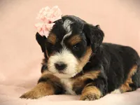 Amber, a  Miniature Bernedoodle for sale in Dunnville, KY – Photo 2 of 4