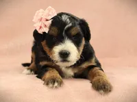 Amber, a  Miniature Bernedoodle for sale in Dunnville, KY – Photo 1 of 4