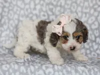 Sweetie, a female Cavapoo for sale in Dunnville, KY – 6 of 7