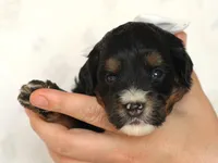 Andre, a male Miniature Bernedoodle for sale in Dunnville, KY – 2 of 4