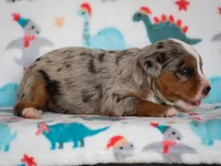 Zyler, a male Bernedoodle for sale in Dunnville, KY – 2 of 4