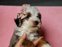 Sonya, a female Miniature Bernedoodle for sale in Dunnville, KY – 2 of 4