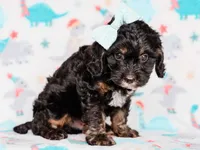 Tex, a male Cavapoo for sale in Dunnville, KY – 5 of 8