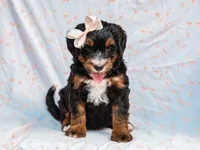 Alta, a female Miniature Bernedoodle for sale in Dunnville, KY – 8 of 8