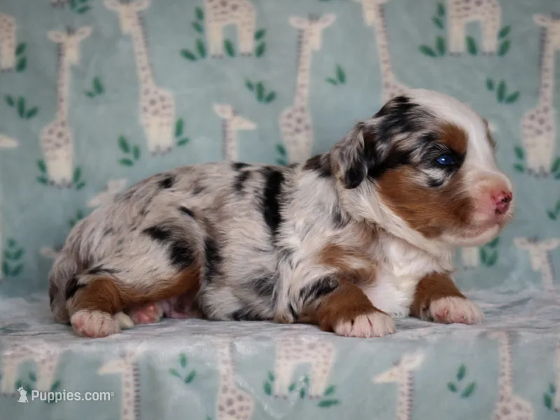 Zip – Bernedoodle puppy for sale in Dunnville, KY