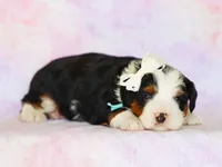 Merion, a male Miniature Bernedoodle for sale in Dunnville, KY – Photo 4 of 4