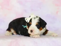 Merion, a male Miniature Bernedoodle for sale in Dunnville, KY – Photo 3 of 4