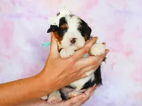 Merion, a male Miniature Bernedoodle for sale in Dunnville, KY – Photo 1 of 4