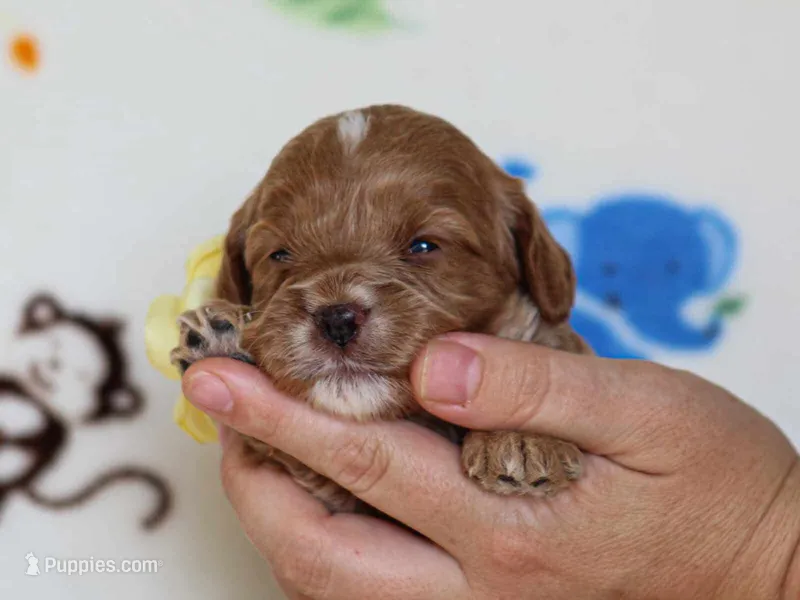 Julie – Cavapoo puppy for sale in Dunnville, KY