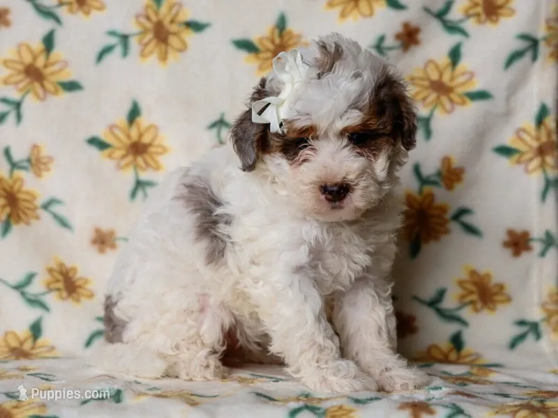 Sombrina – Miniature Bernedoodle puppy for sale in Dunnville, KY